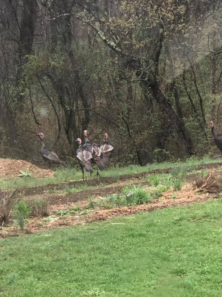 six turkeys and some dirt and some grass